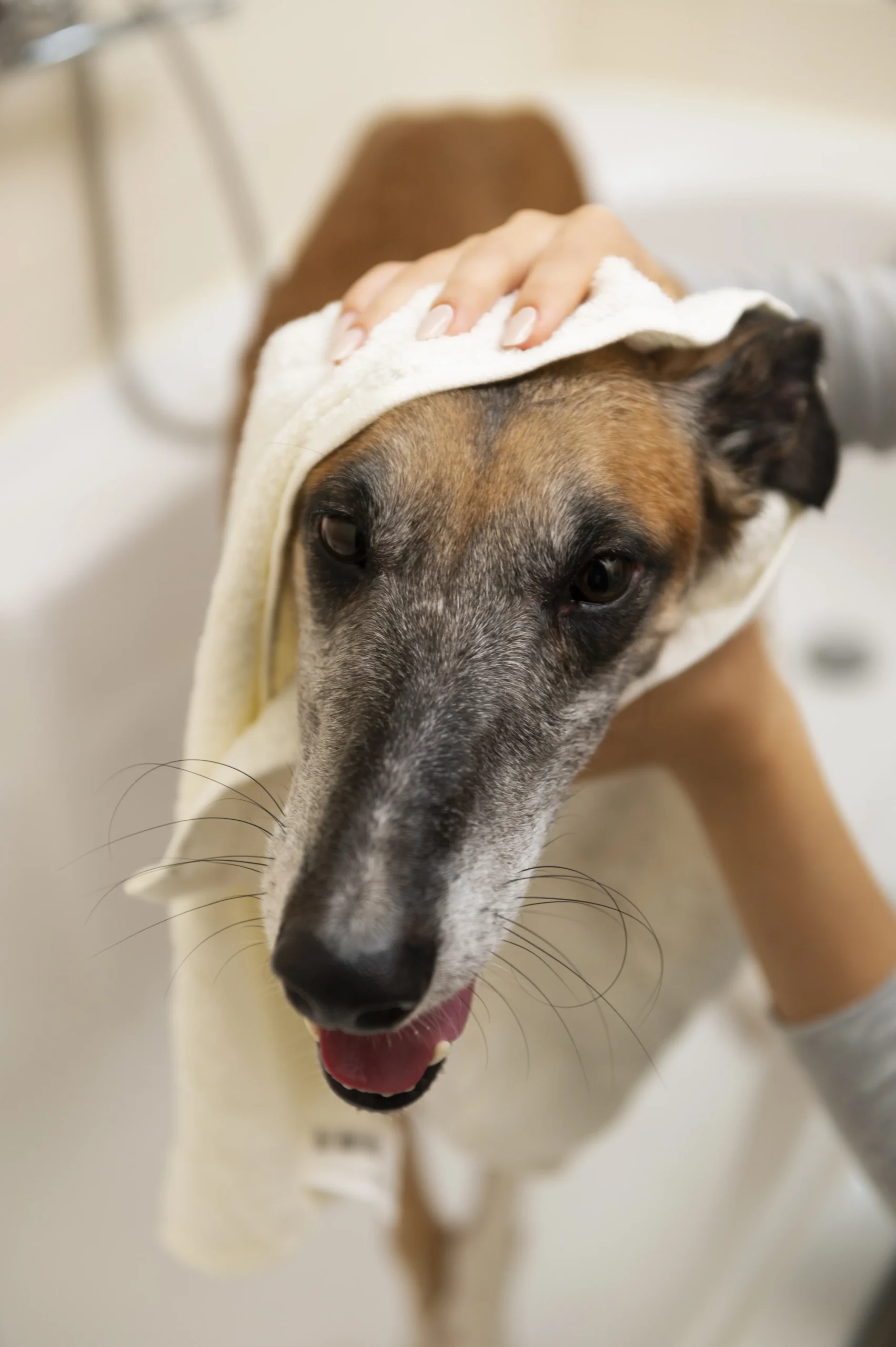 Dog being dried with a towel after washing in a mudroom pet wash station